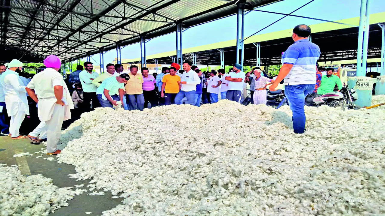 Punjab: Over 25% of Cotton Sold Below Minimum Support Price