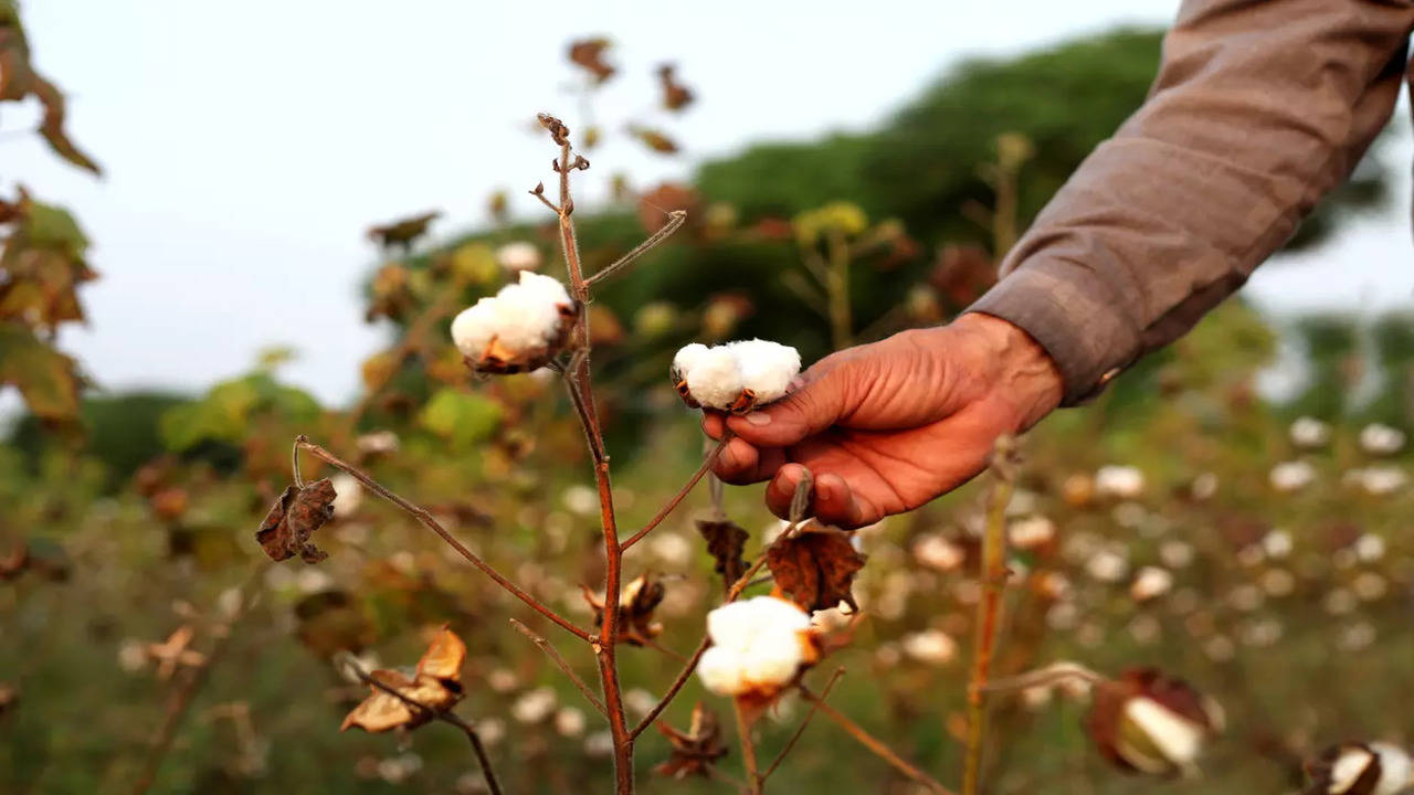 World Cotton Day: History and Significance - Times of India