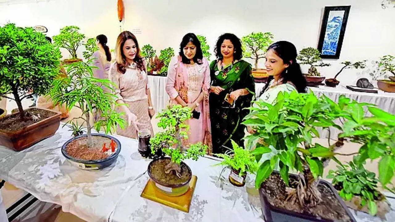 Bonsai Trees for sale in Pune, Maharashtra