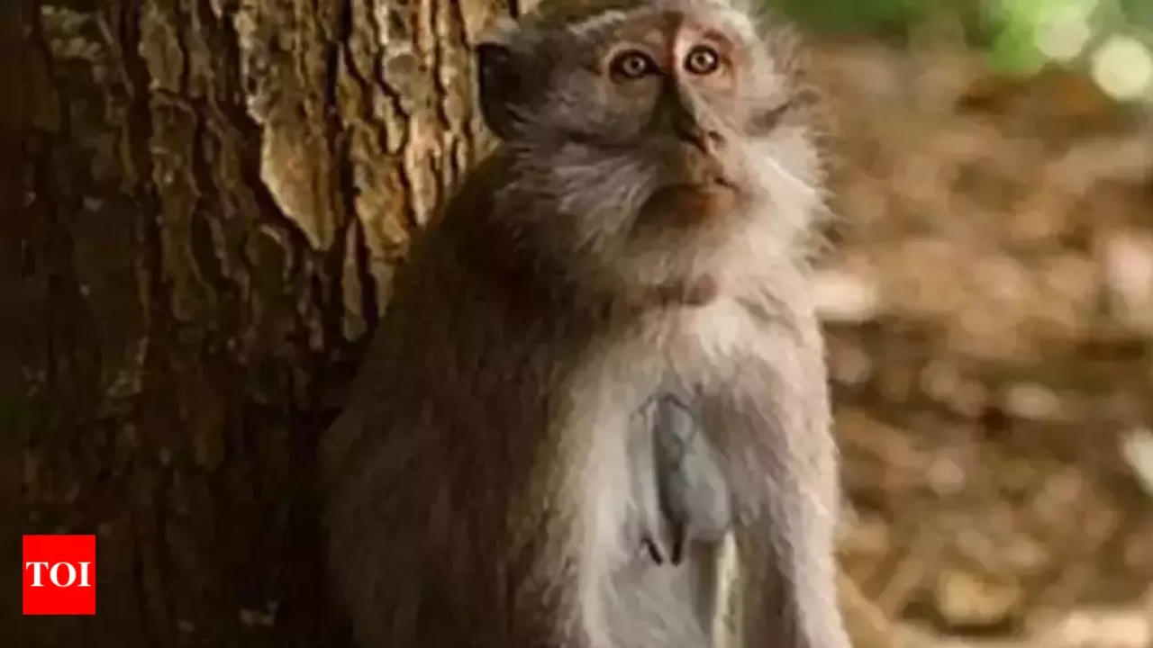 Marmoset monkey for hot sale sale in bangalore