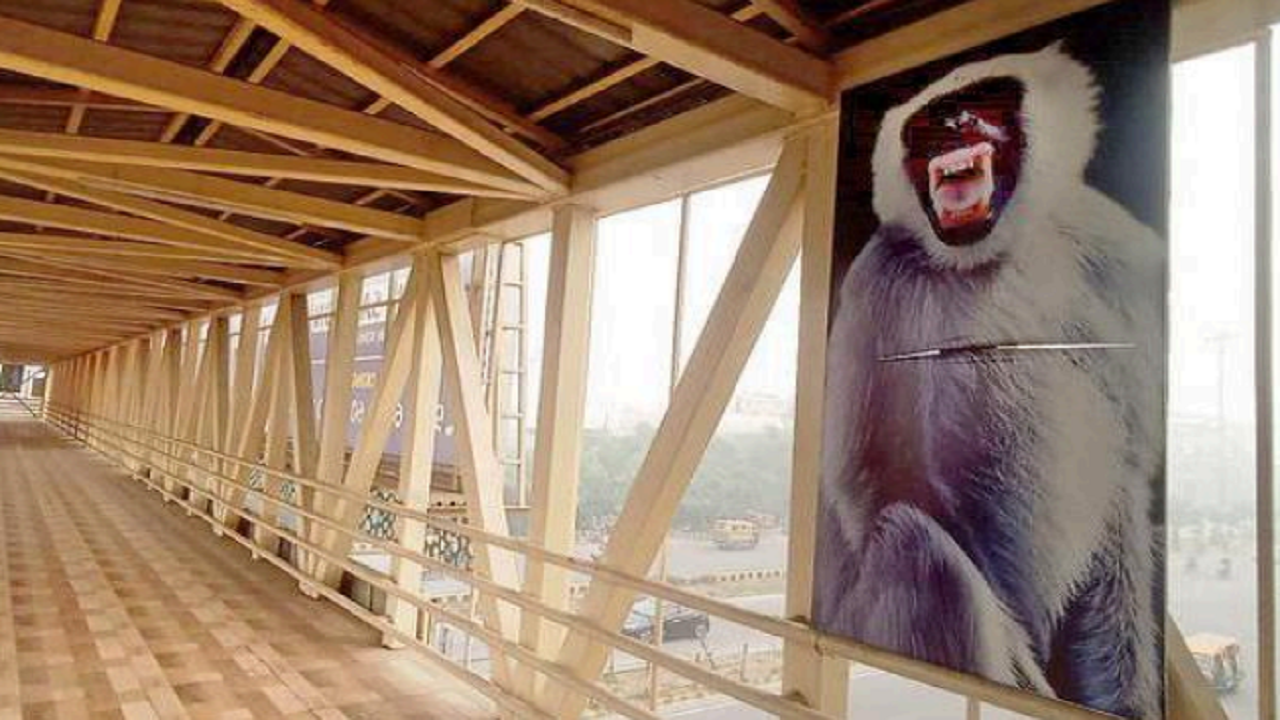 Monkey business: Delhi gets cutouts of langurs to ease menace