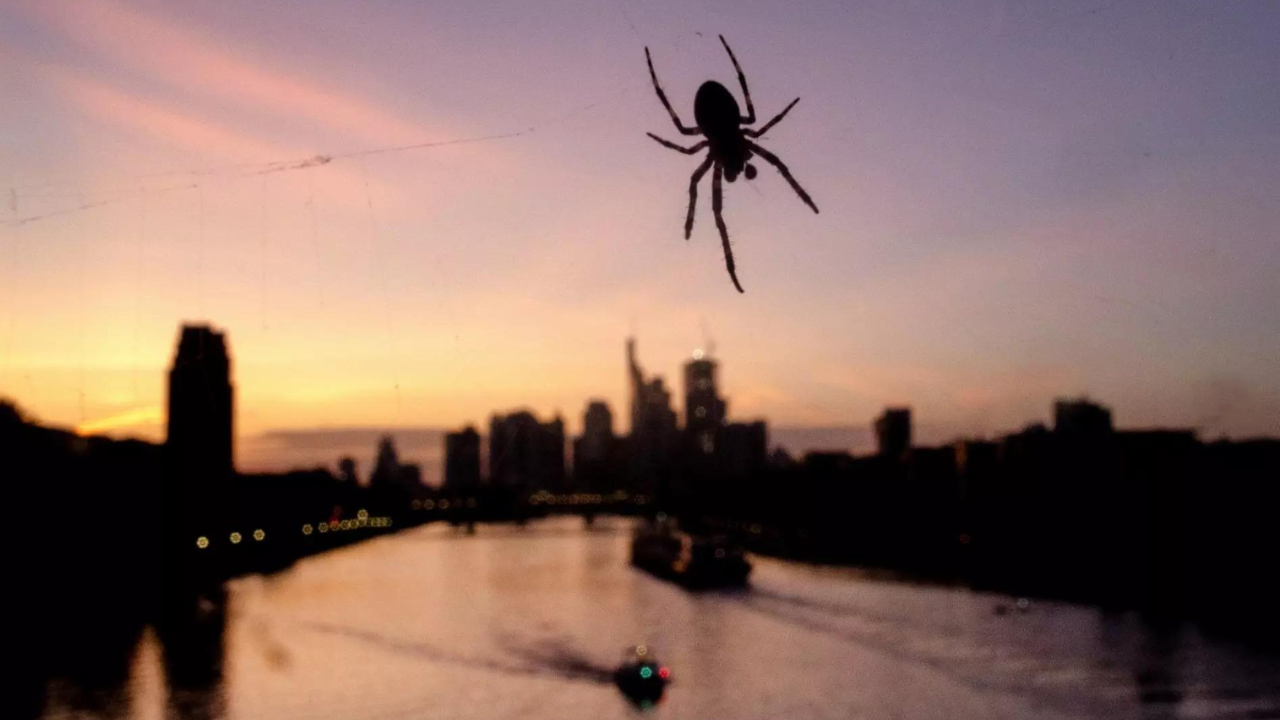 Joro spiders spreading in Eastern US, could be in New York 'next year,' scientists suggest