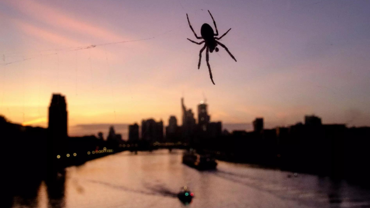 Huge invasive spiders native to Asia expected to spread along US east coast, US news