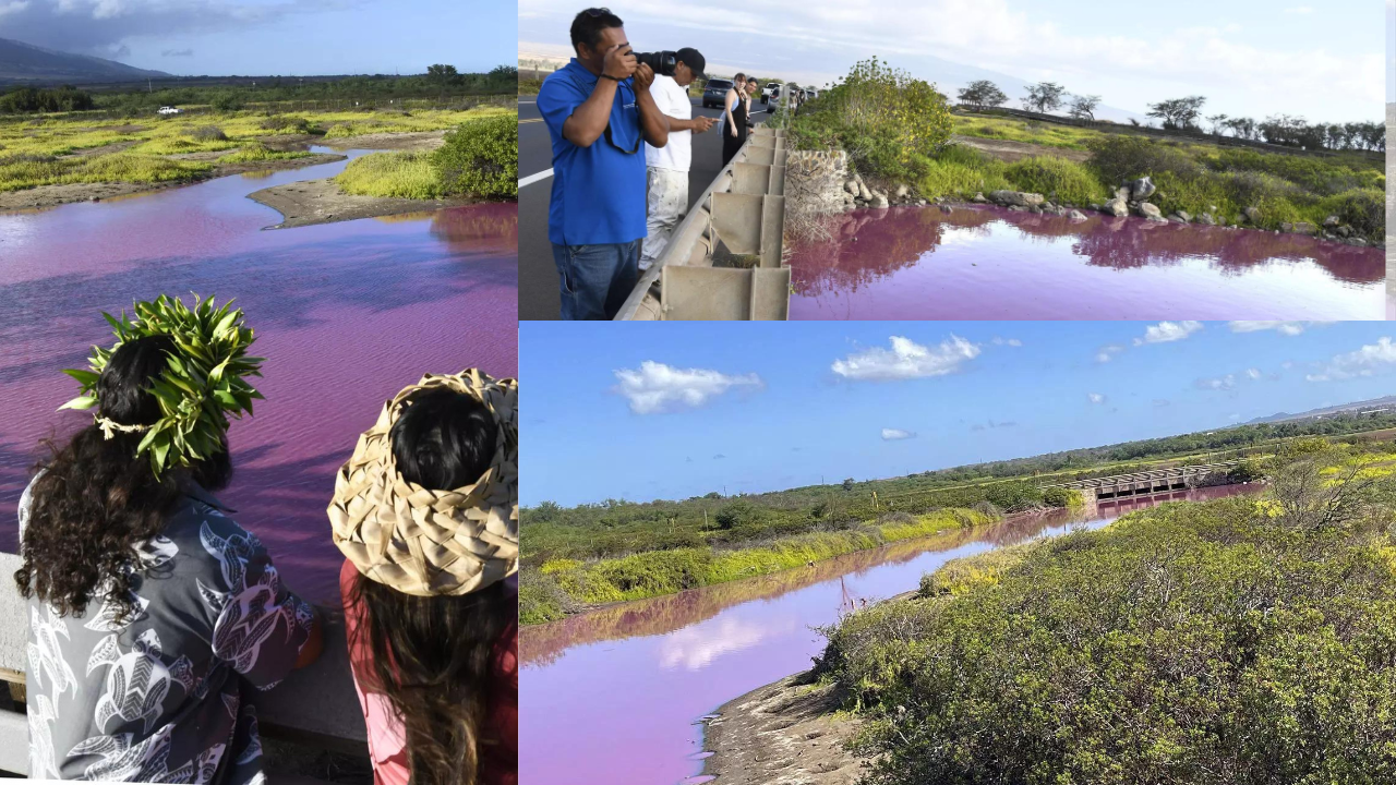 Hawaii wildlife refuge pond mysteriously turns bright pink