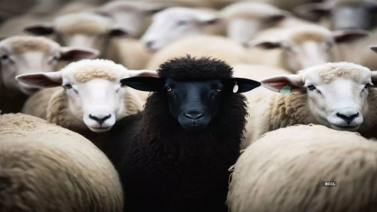 6 signs you are the black sheep of the family | The Times of India