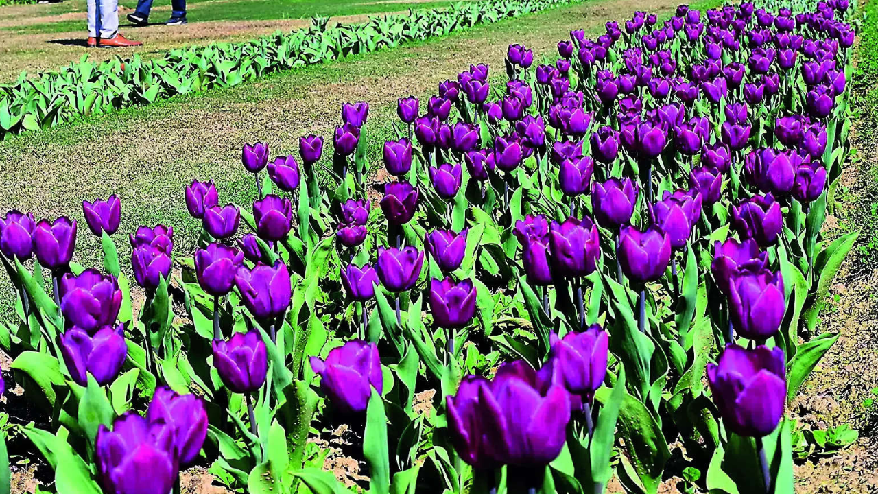Spring in Delhi's steps, 12-day tulip festival begins today | Delhi News -  Times of India