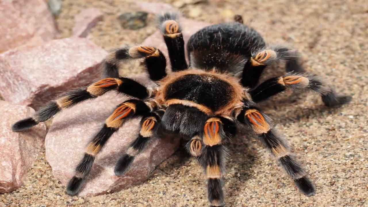 How dangerous is a sowbug spider? - Quora