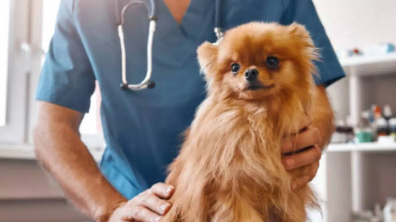 5 Common Myths About Pet Care Debunked - Times of India