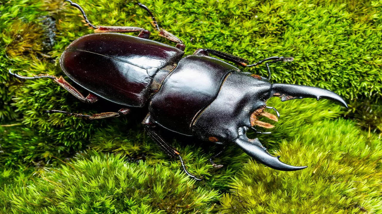 Why people are willing to pay 75 lakhs for this insect