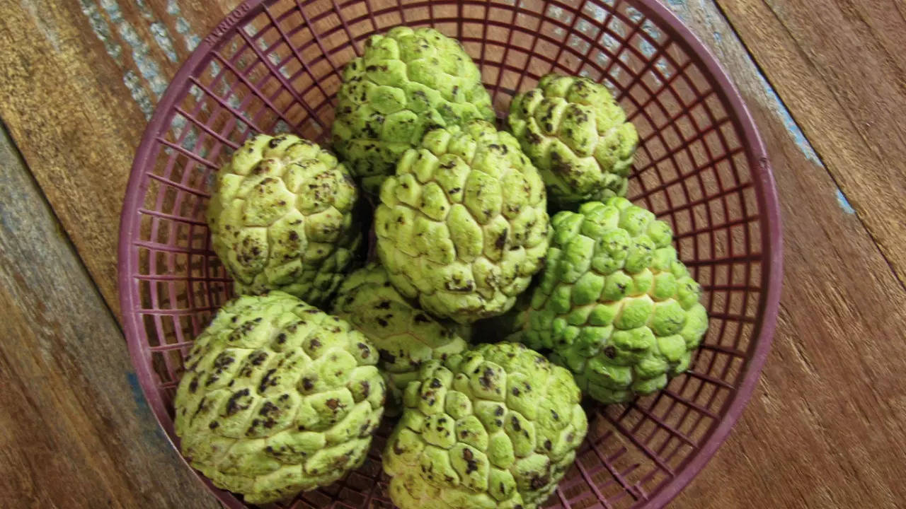 How the habit of eating one Custard Apple a day can improve health ...