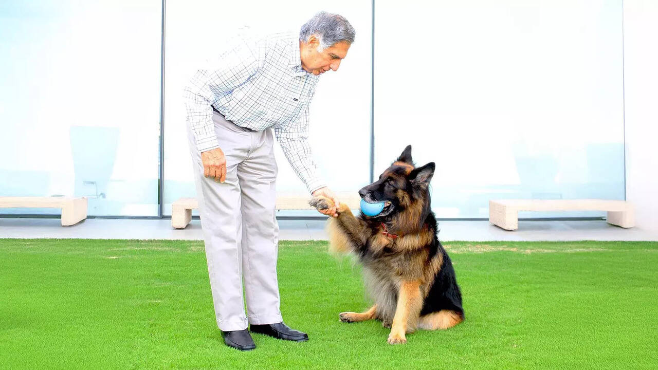Pet dog Tito gets 'unlimited care' in Tata's ₹10,000cr will - Times of India