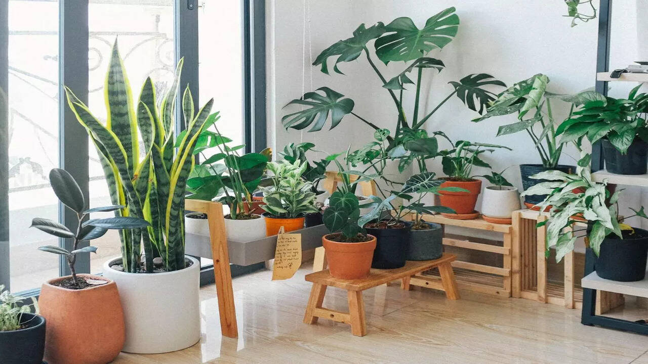 Top 7 indoor plants that will bring freshness and purity to your home