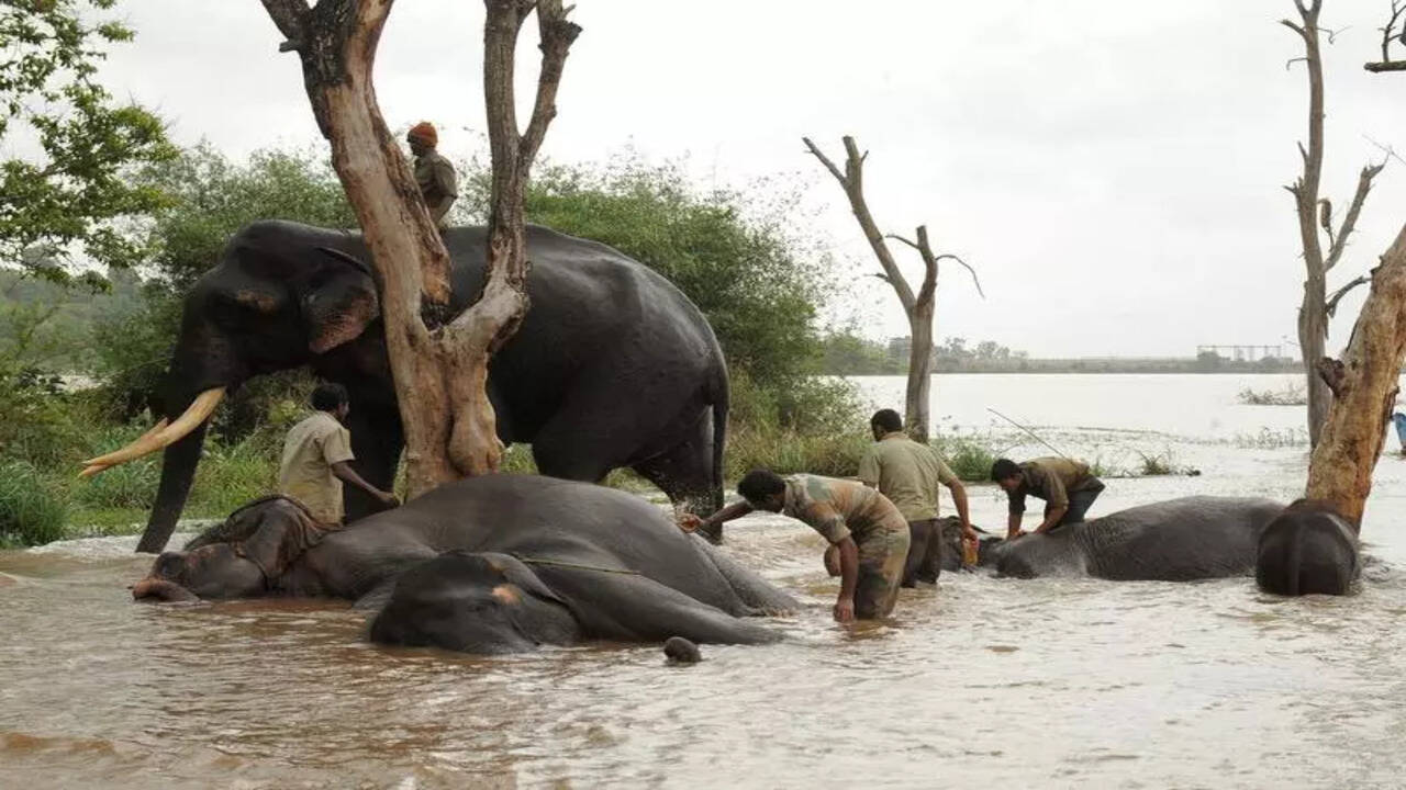 Karnataka high court issues directives to prevent elephant deaths from  electrocution | Bengaluru News - Times of India