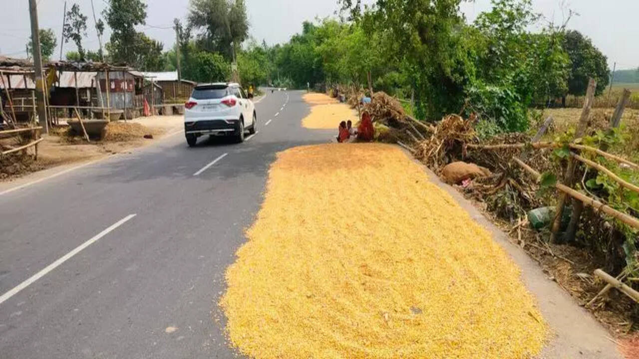 Highways turn hazardous as farmers dry maize on roads | Patna News