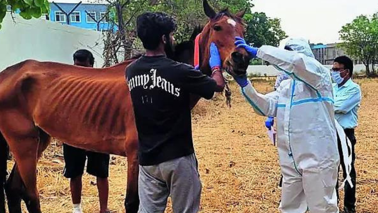 A hoof whodunnit: MP govt probes how Hyderabad racehorses ended up in Jabalpur | Bhopal News - Times of India