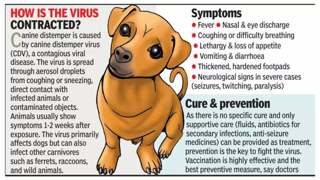 Distemper Symptoms In Dogs