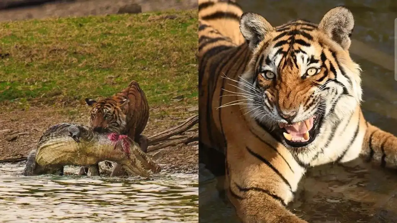 Remembering Arrowhead: India’s Legendary Crocodile-Hunting Tigress 4 Farewell to 'Lady of the Lake': Arrowhead, Ranthambore's fearless crocodile-hunting tigress, dies after battling tumour hours after her cubs were relocated | Jaipur News - Times of India