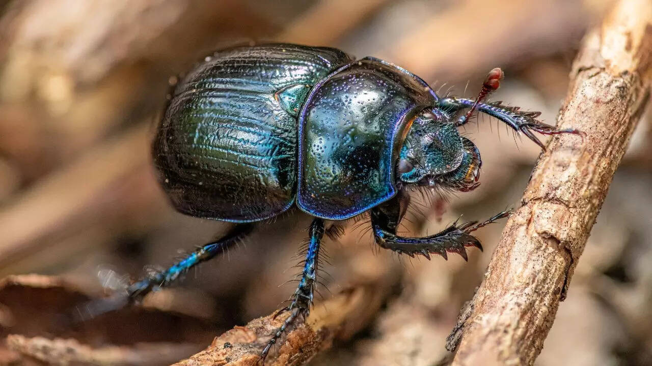 What Is The Most Rarest Bug In The World