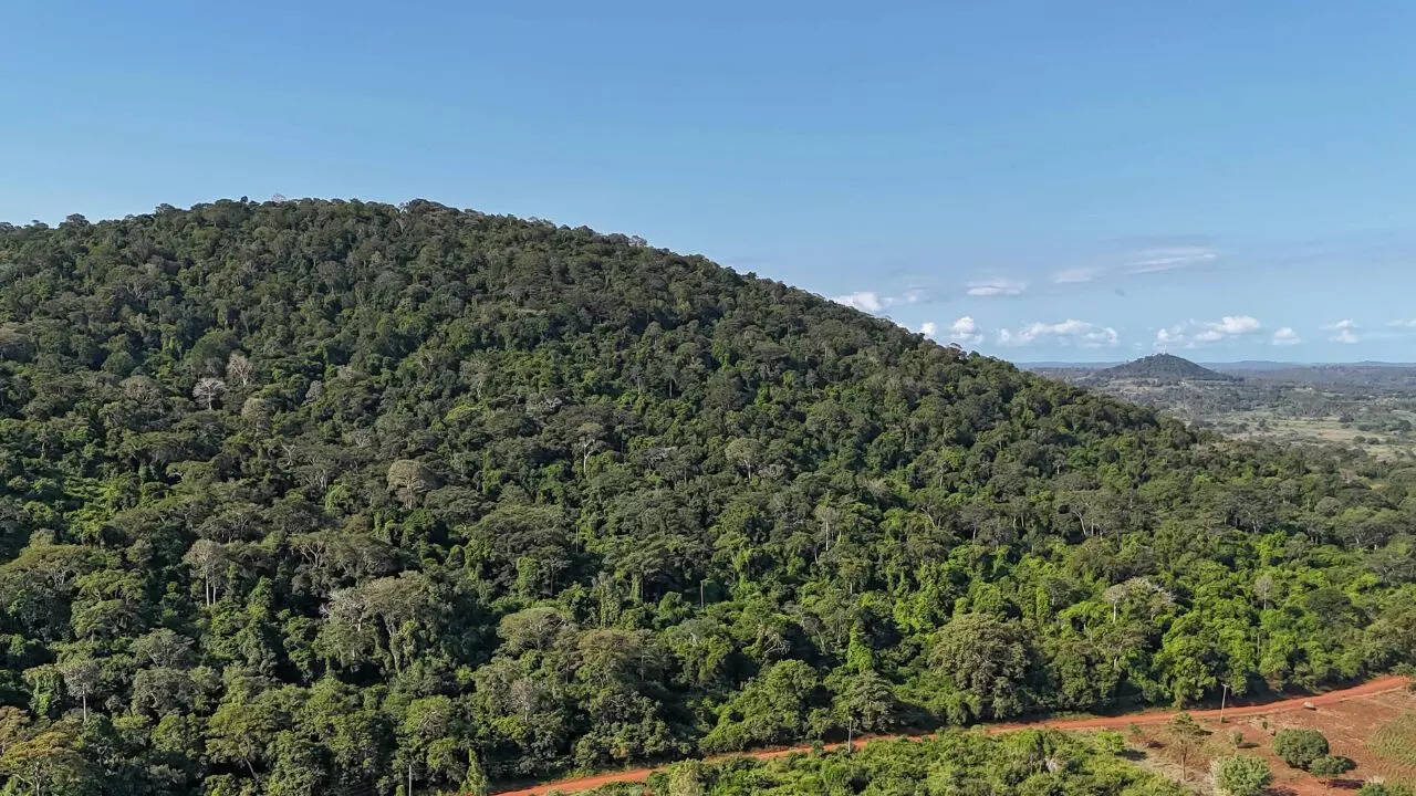 Usfijitimes | Kenya’s sacred Mrima Hill turns into a real-world ‘Avatar ...