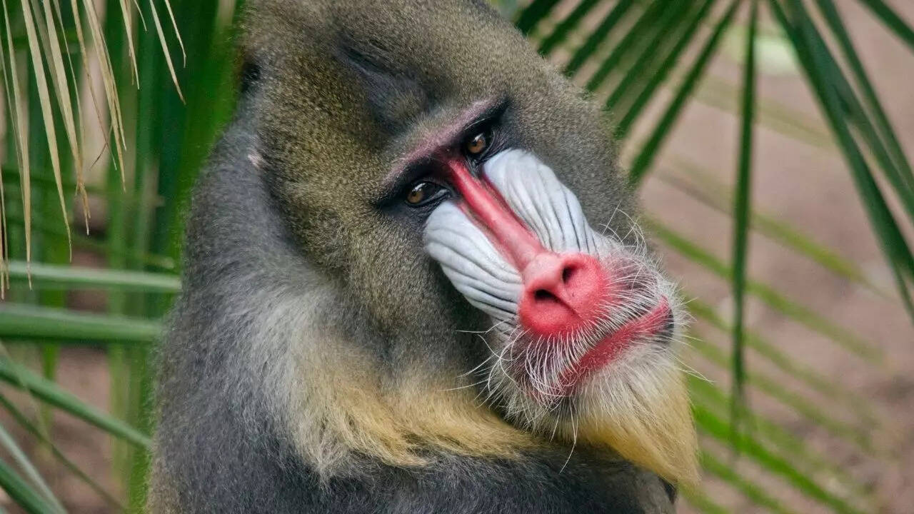 Weird Monkey Breeds