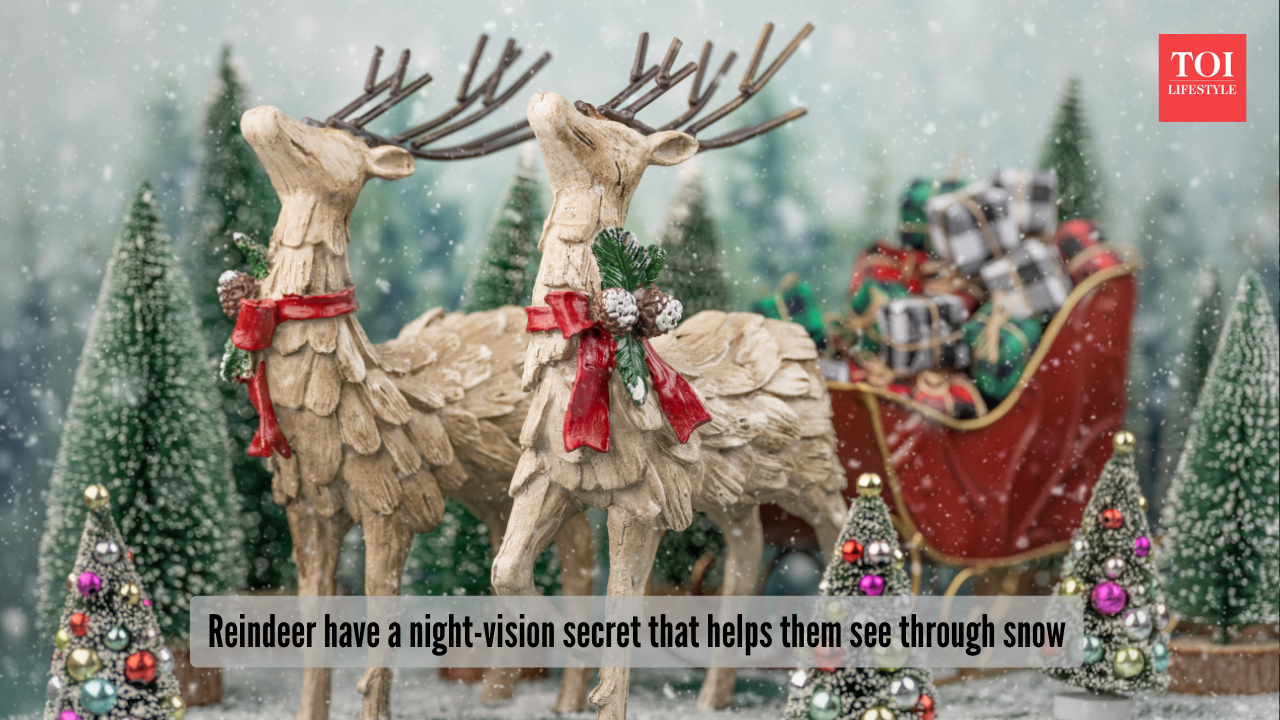 It’s not just Rudolph’s nose; reindeer have a night-vision secret that helps them see through North Pole snow