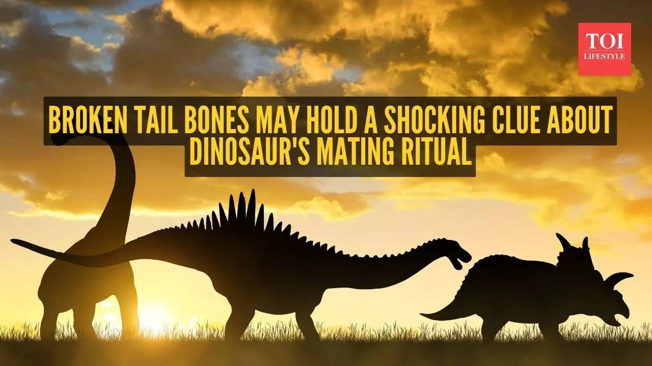 Broken tail bones may hold the clearest evidence of dinosaur mating