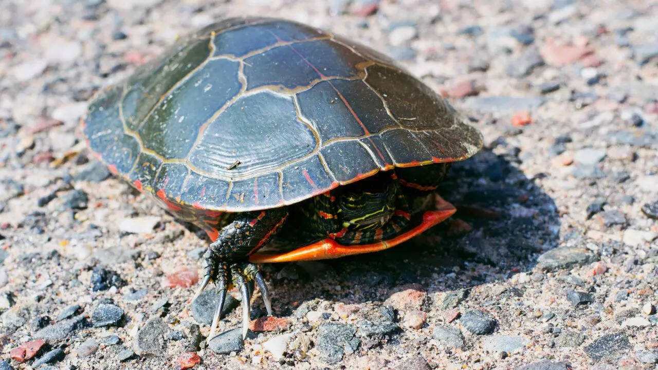 How Do Turtles Retract Their Heads