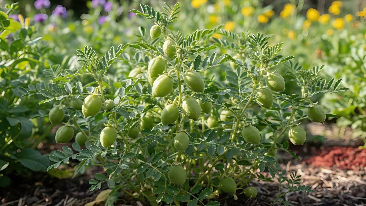Grow your own chickpeas at home: Simple pot gardening tips | - The Times of  India
