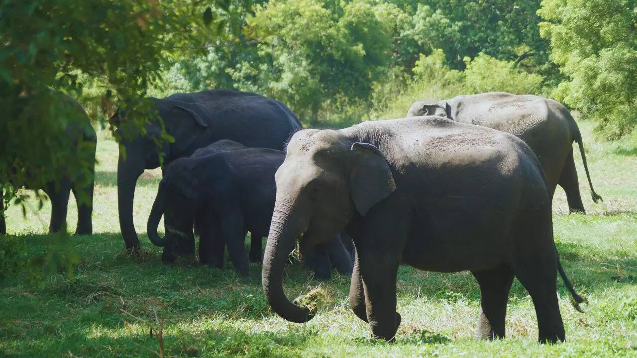 இந்தியாவின் ஐந்து தேசிய பூங்காக்கள்: புகழ்பெற்ற யானை காப்பகங்களின் பகுதிகள்