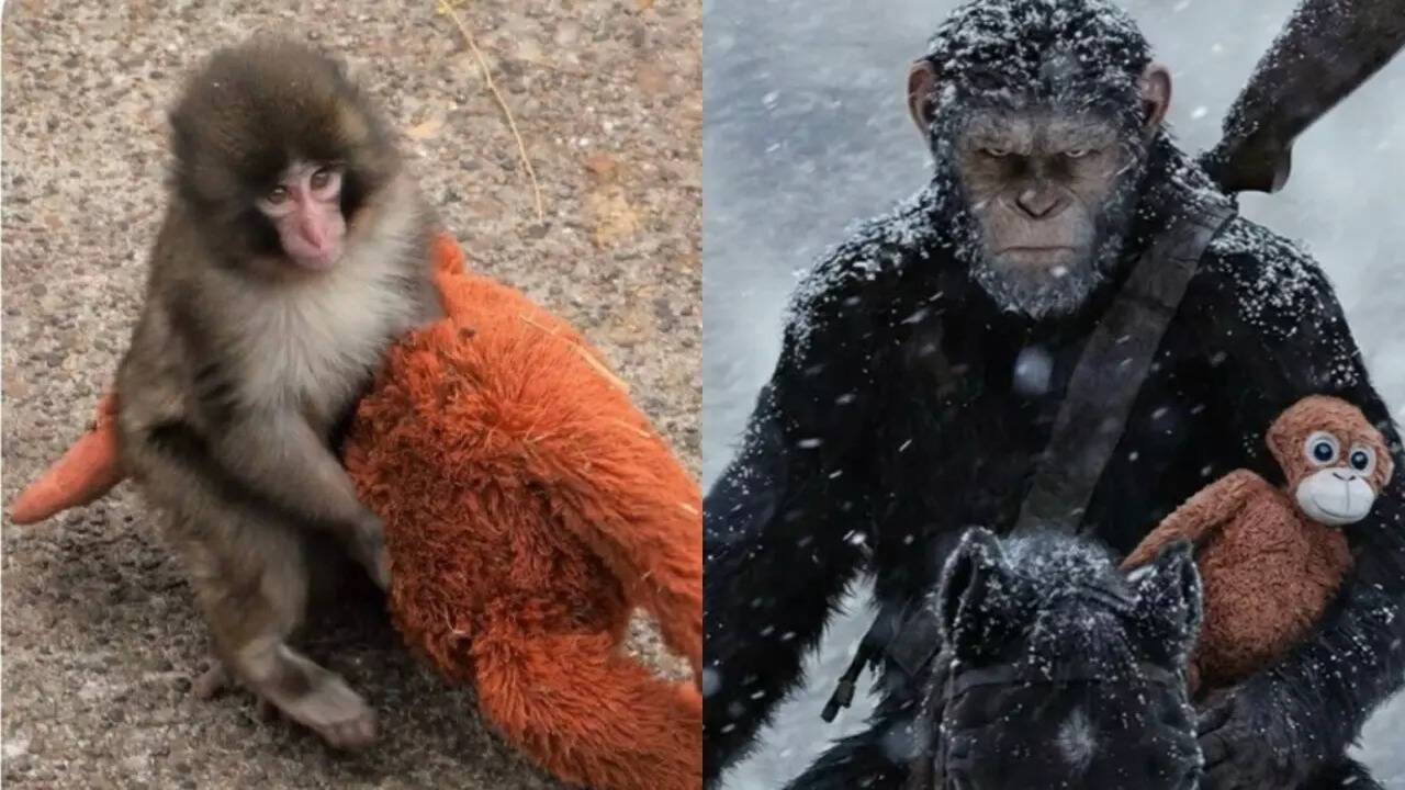 Punch the monkey's story sparks comparison with Caesar; netizens say 'This  is how Planet Of The Apes began' | - The Times of India