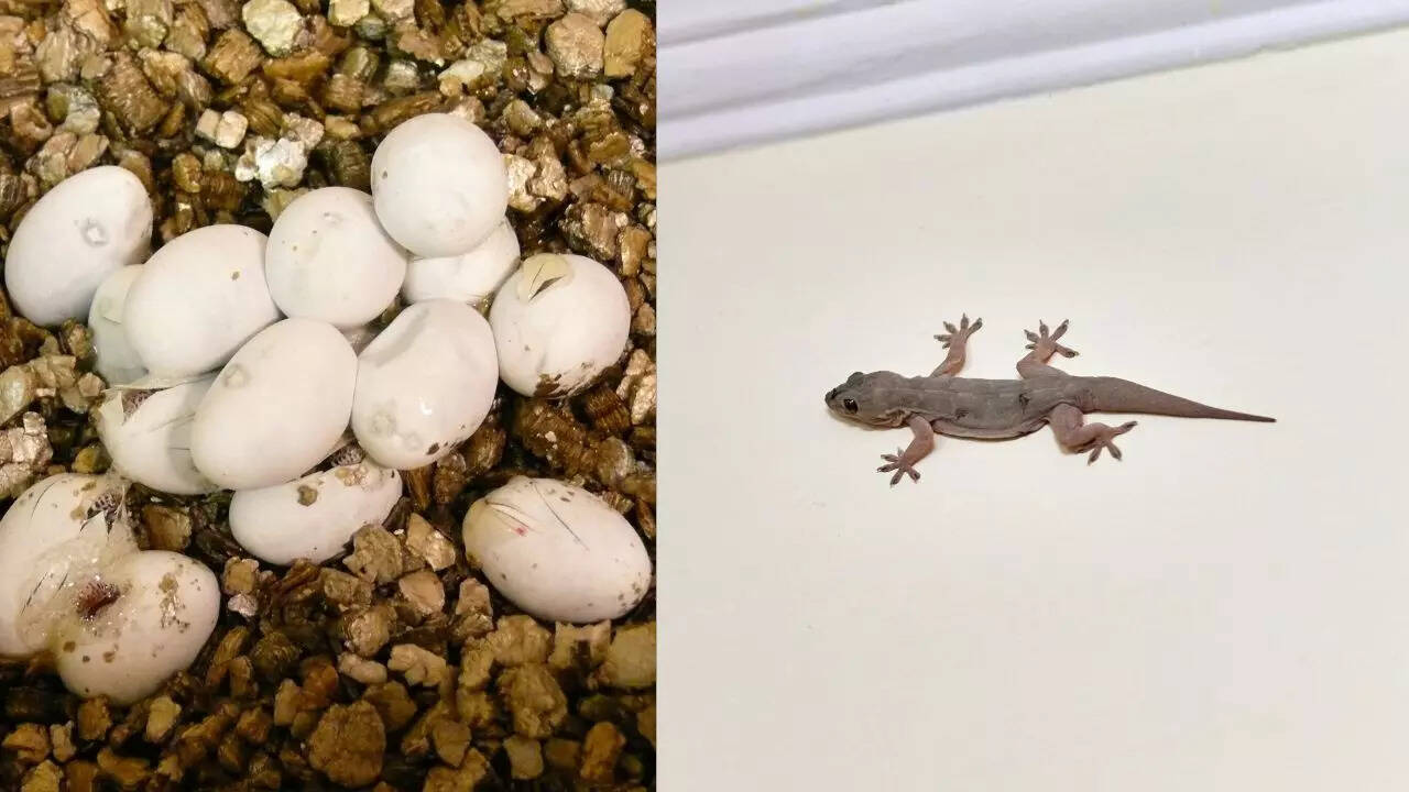 Where do house lizards lay eggs inside homes: The secret hiding spots  explained | - The Times of India