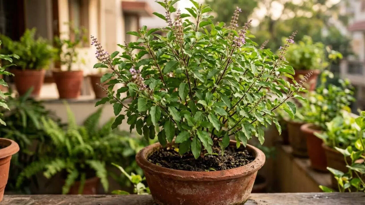 How to care for a Tulsi plant and stop leaves from turning yellow | - The  Times of India