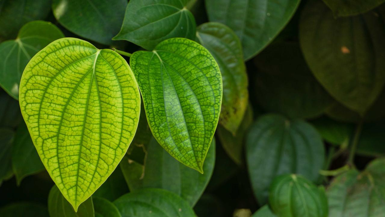 How to grow a paan (betel leaf) plant from a single leaf: A simple guide  for home gardeners | - The Times of India
