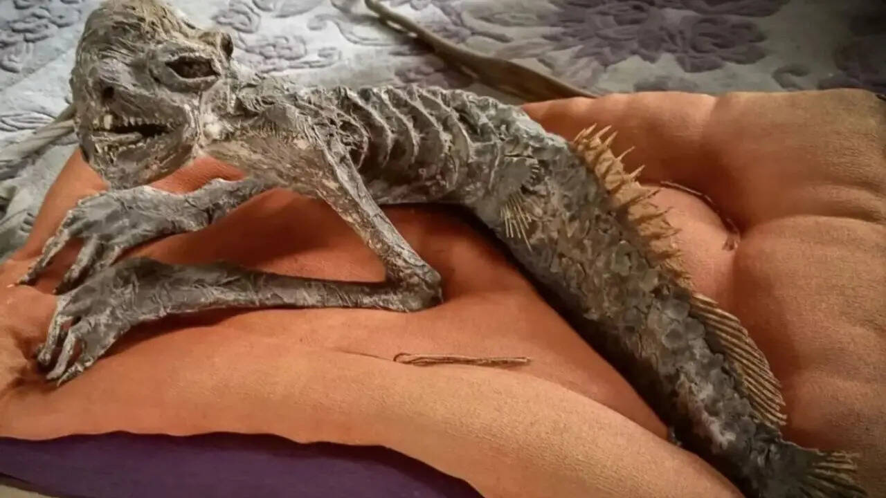 Half-fish, half-human