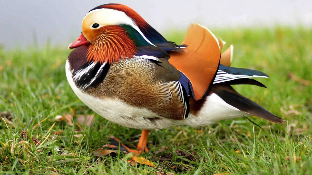  Birds　Dyynia From mandarin duck to bird-of-paradise: 5 of the world's most