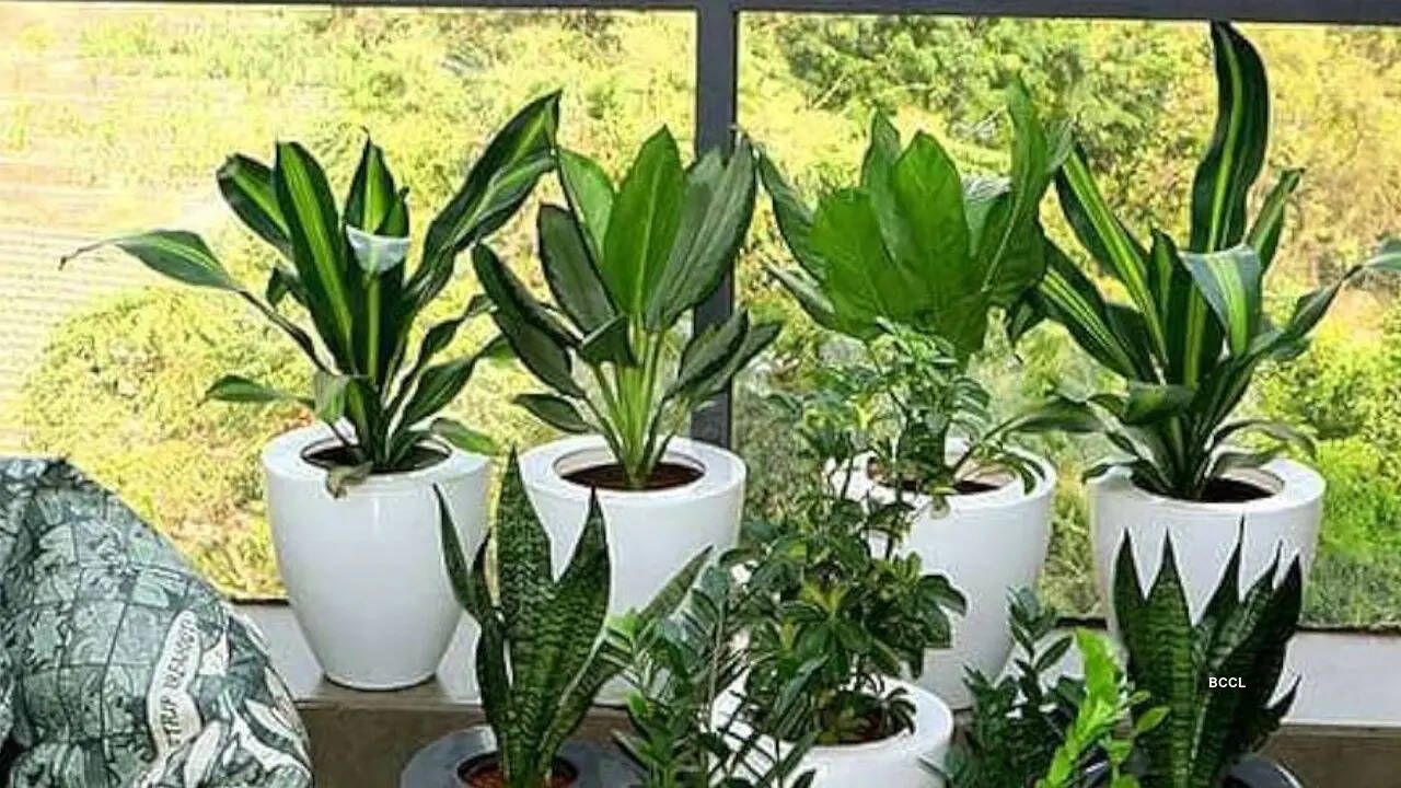 rhododendron online Rhododendron (5 Varieties Available) main image 0