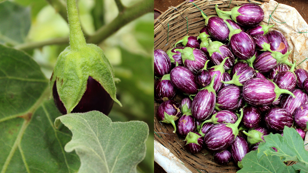 Purple Brinjal vs Green Brinjal: Which is better for bharta, fry, and sabzi  | - The Times of India