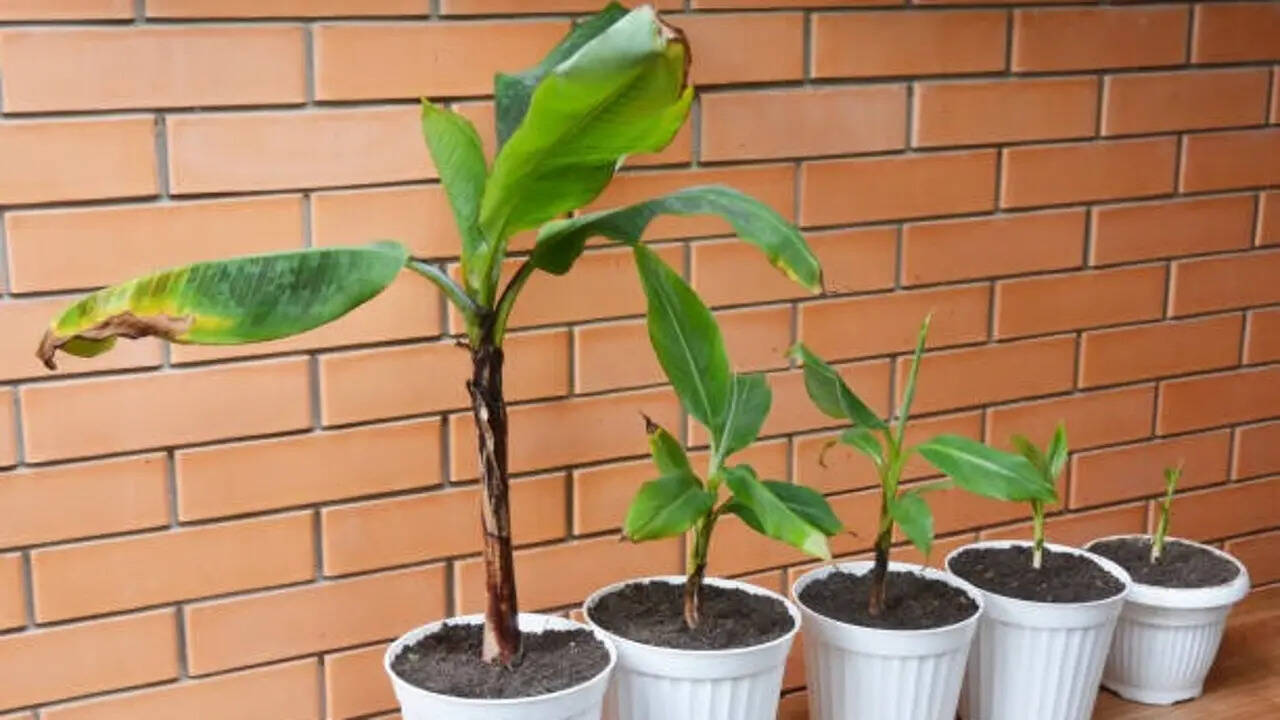 How to grow banana tree at home (Simple step-by-step guide for beginners)