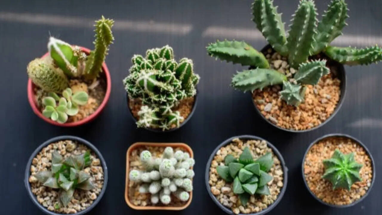 5 types of cactus plants and how to grow them at home (simple step-by-step  guide for beginners)