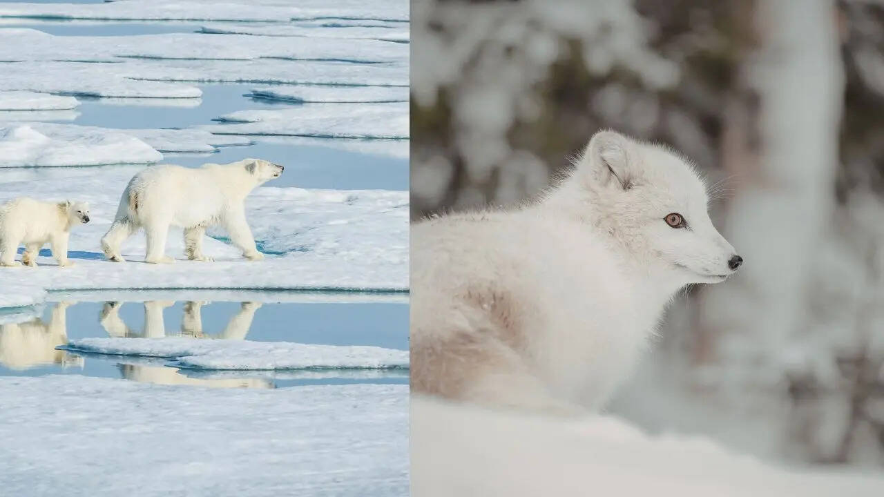 Remarkable snow animals thrive in Earth's coldest regions | News Minimalist