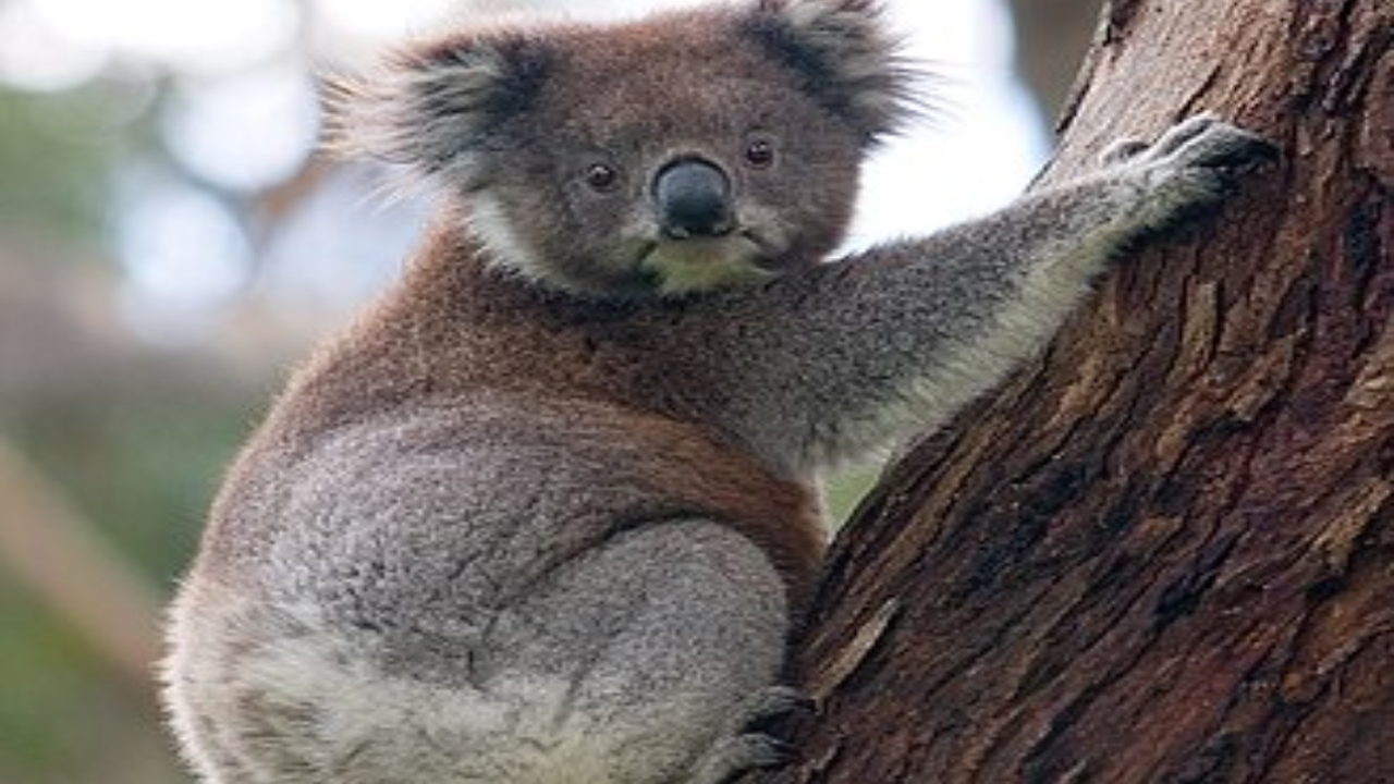 Researchers discover a lost Koala species after reexamining a 100