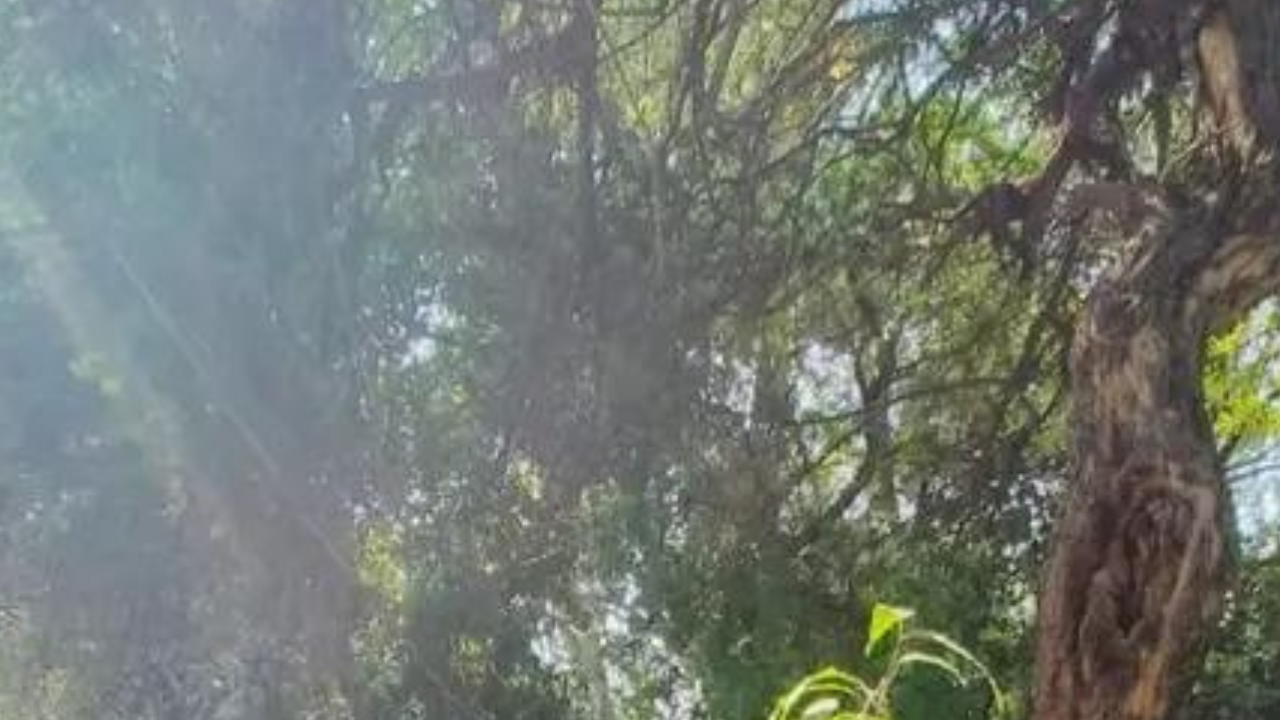 Adopt tree-based agriculture drive: Isha Foundation