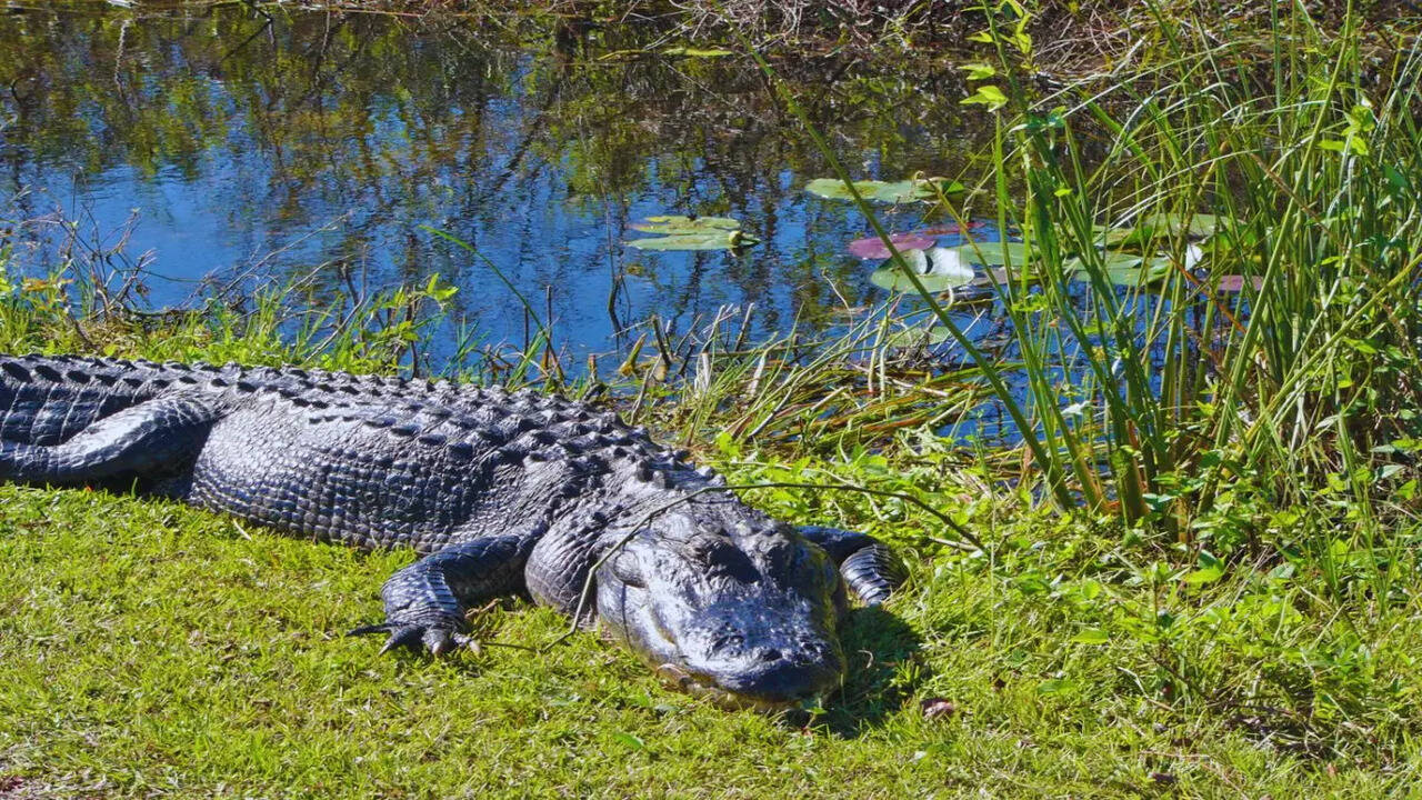 5 U.S. National Parks for Wildlife Lovers and Best Times to Visit