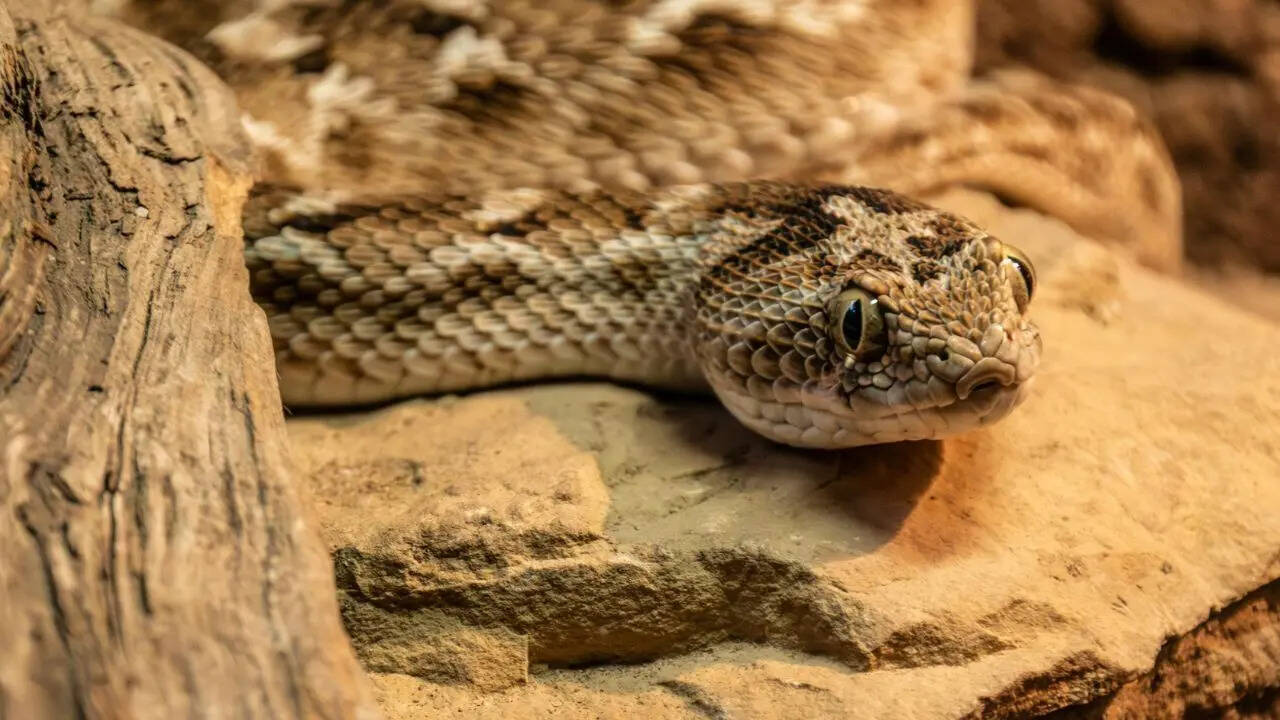 5 snake-filled waters in Utah: Great Salt Lake, Green River, Lake