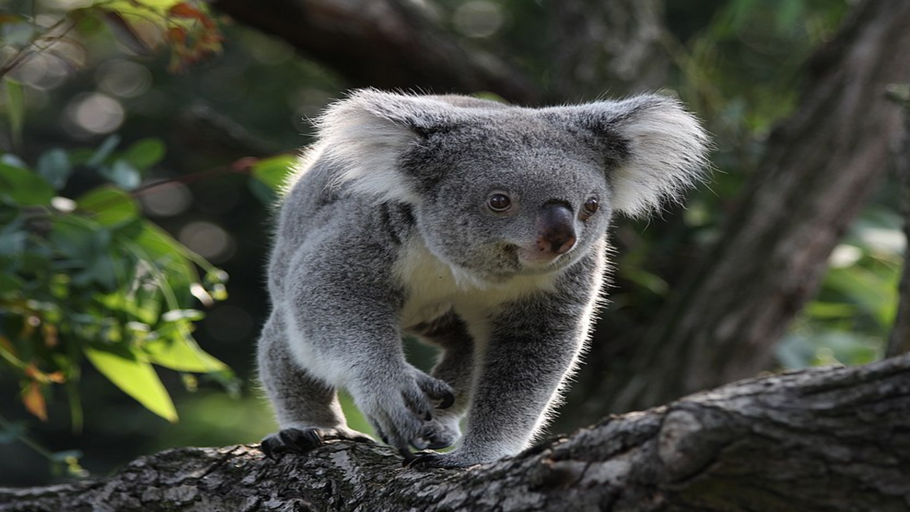 Fewer than six koalas were moved to a small island in Victoria in