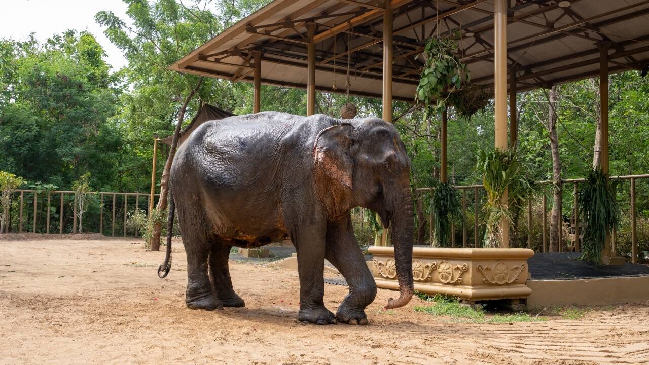 Rescued from Assam, ailing elephant Maniki begins a new chapter at Anant Ambani's Vantara | India News - The Times of India