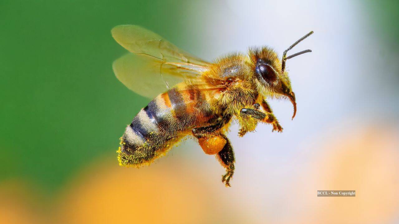 Scientists changed the fats in honeybees' diets before pesticide exposure; survival rose to 90%, compared with below 50% on other diets