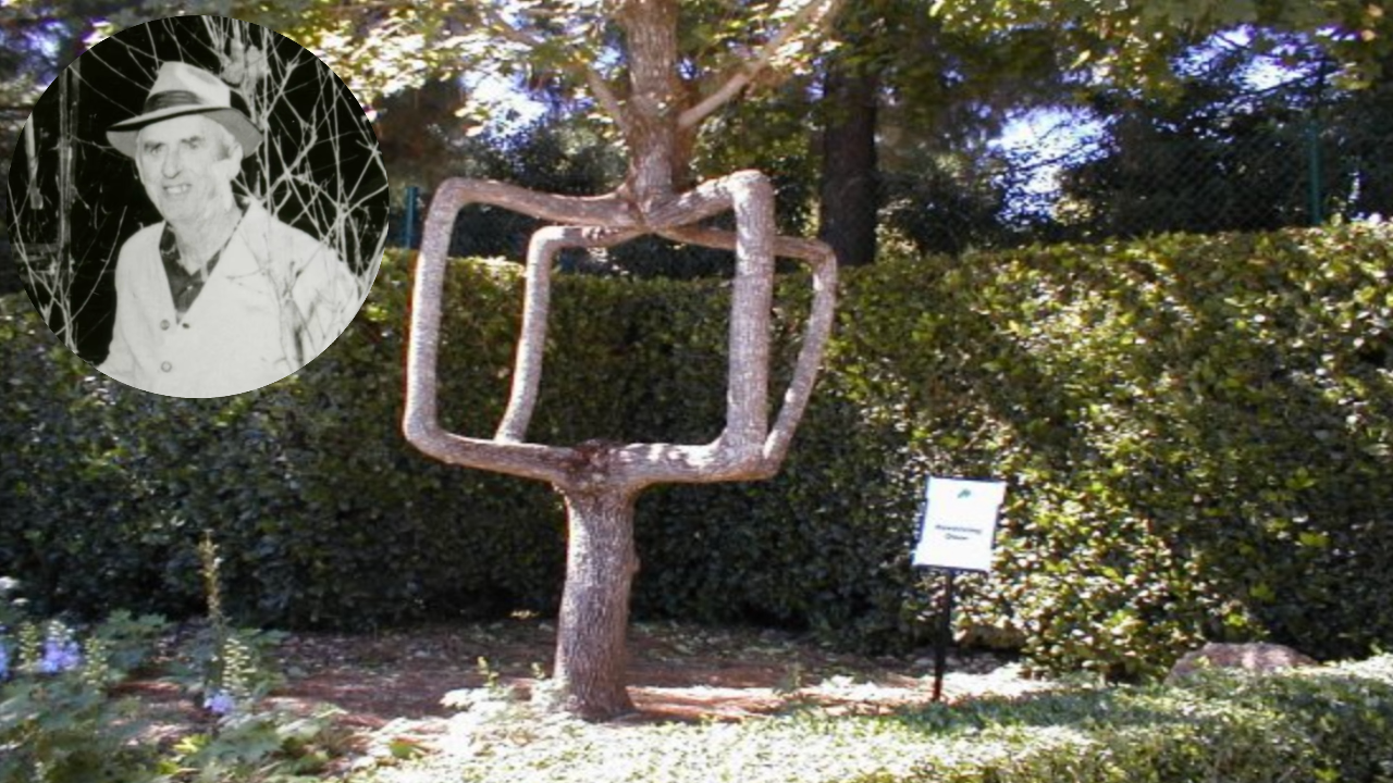 In 1925, a California farmer bent trees into strange shapes for