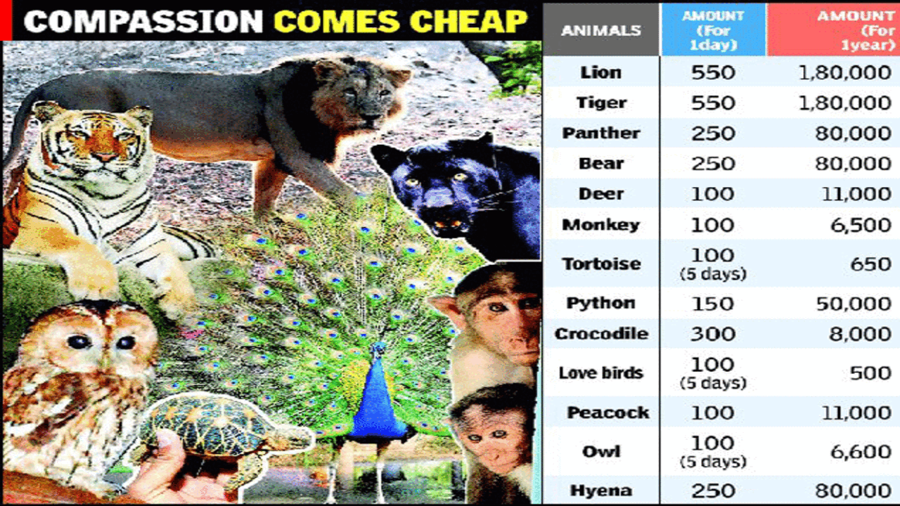 Adopt a zoo animal, get rebate in your tax - Times of India Adopt a zoo animal, get rebate in your tax - Times of India