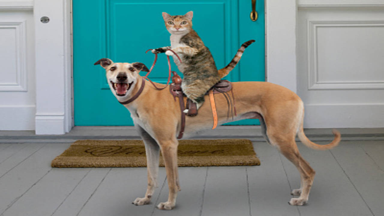 Do Dogs and Cats Really Hate Each Other?